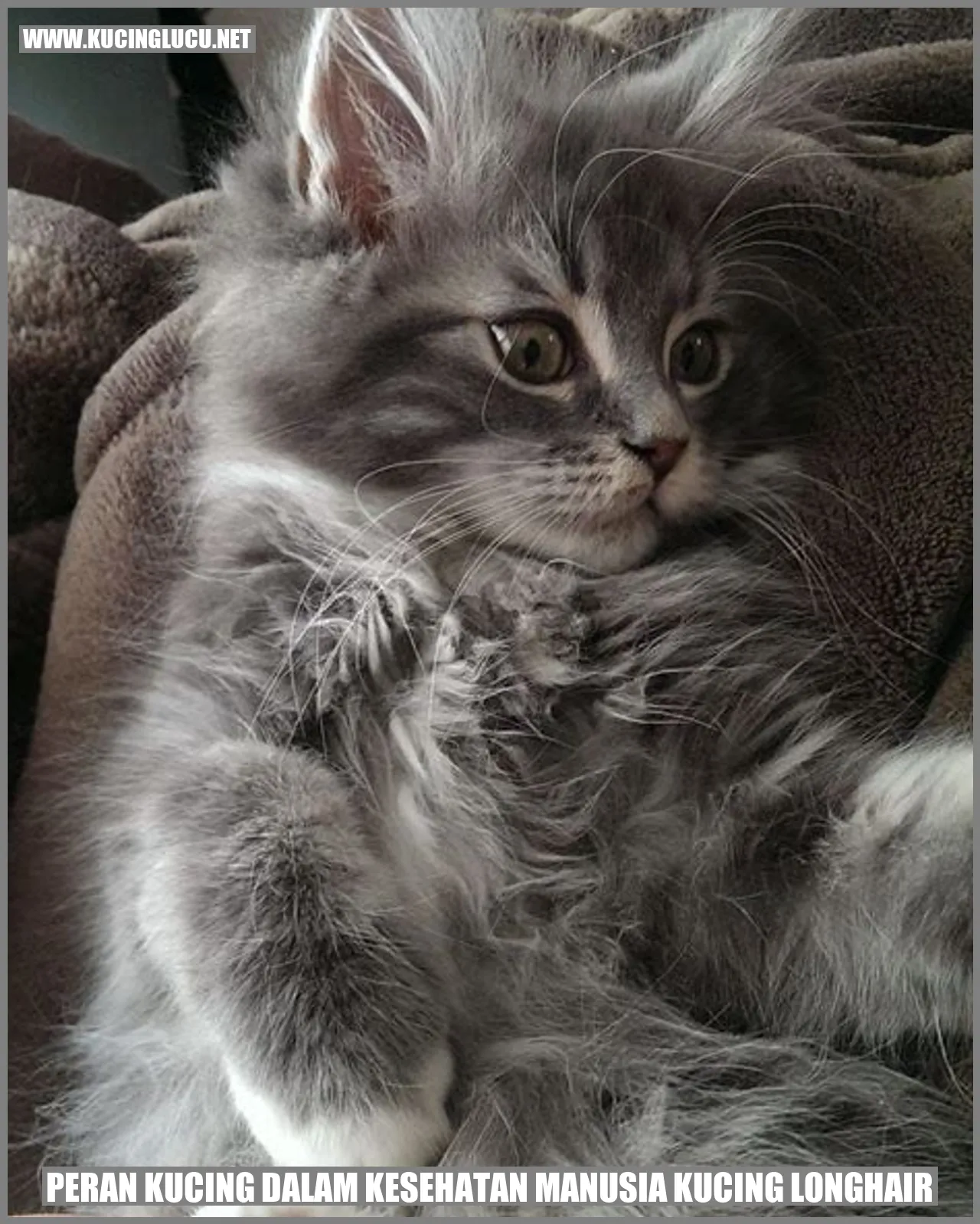 gambar kucing longhair
