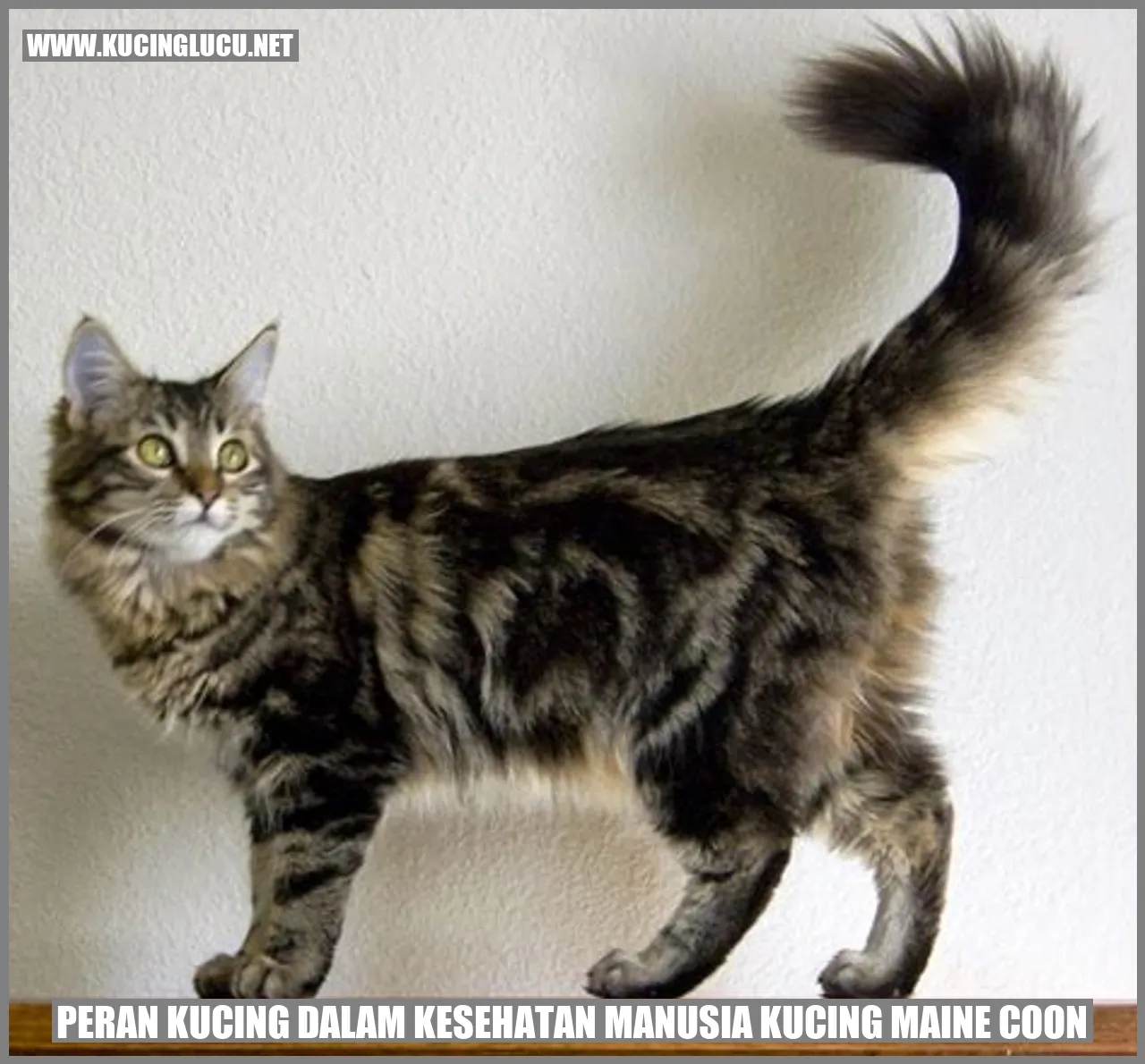 Peran Kucing dalam Kesehatan Manusia Kucing maine coon