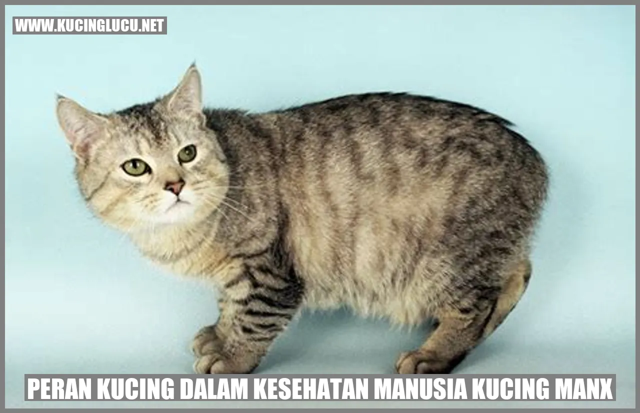Gambar Kucing Manx