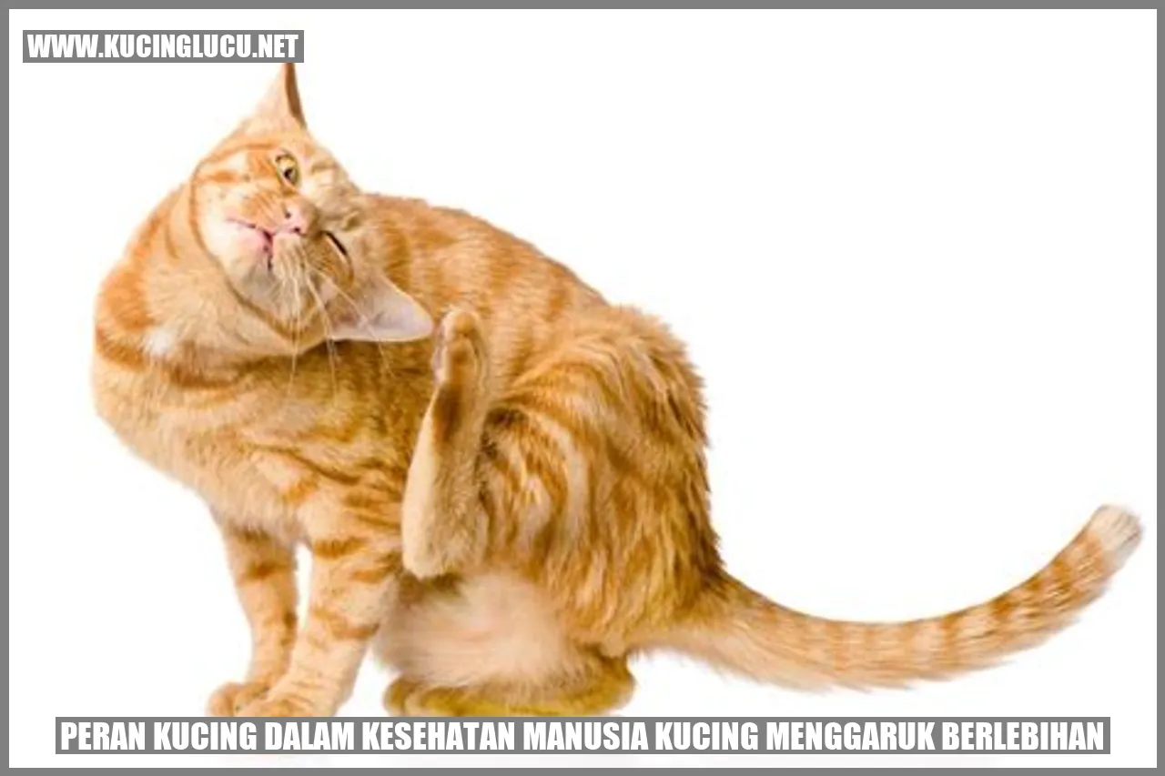 gambar kucing menggaruk