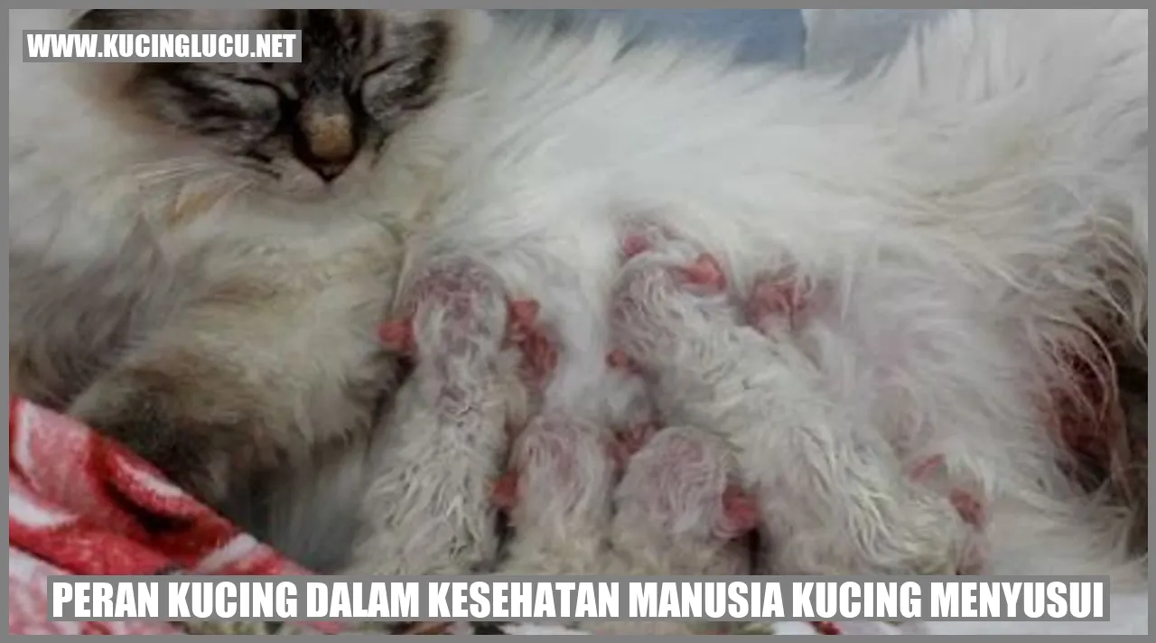 Kucing Menyusui