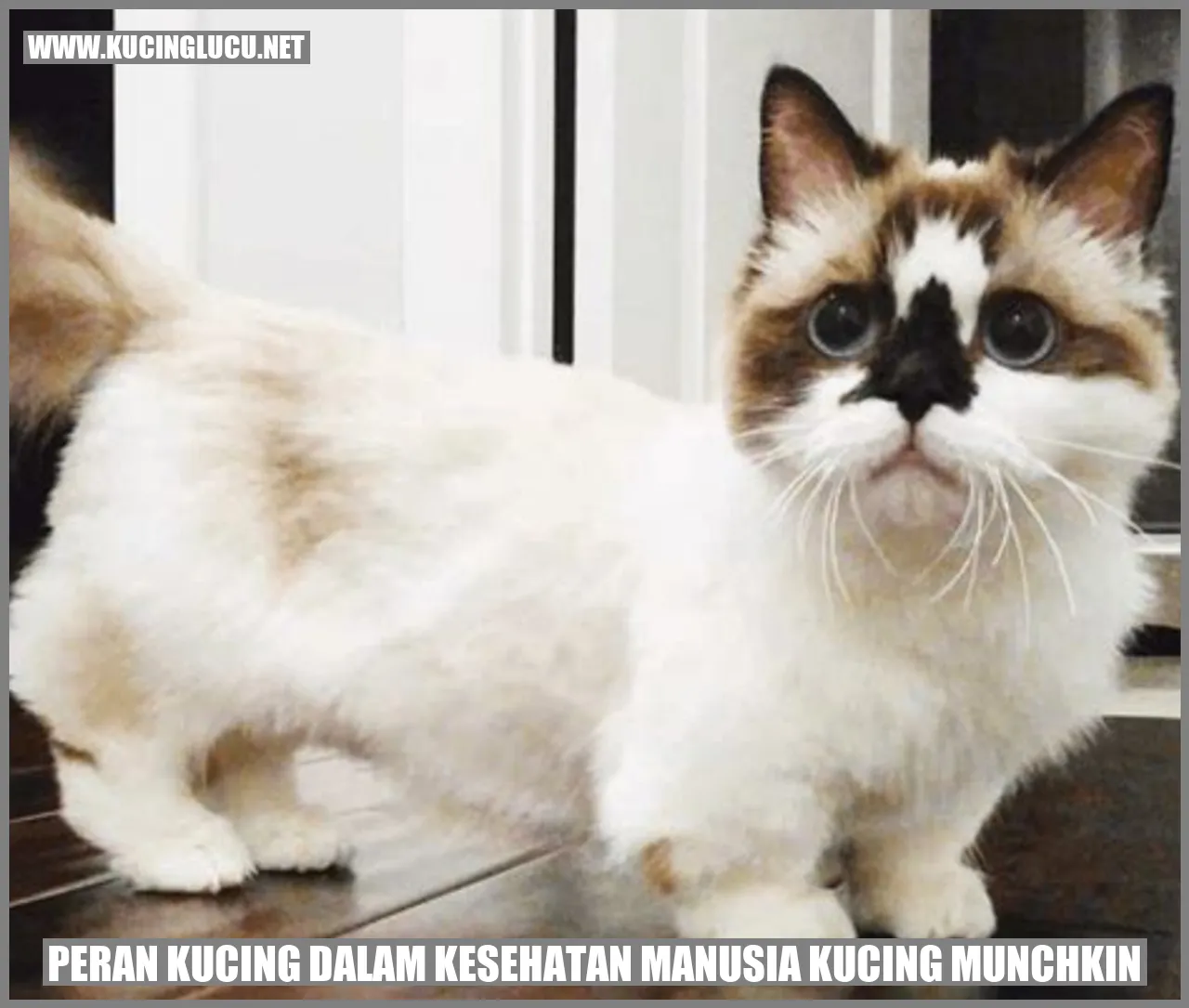 Peran Kucing dalam Kesehatan Manusia: Kucing Munchkin