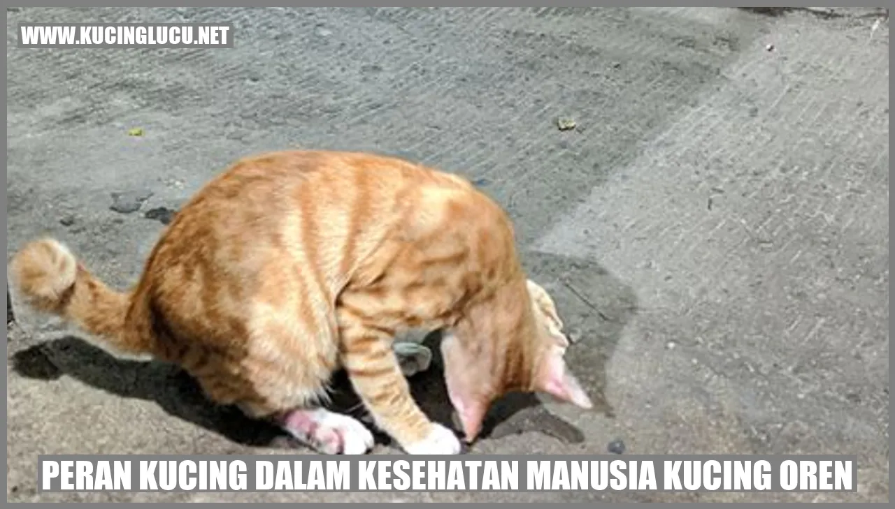 Peran Kucing dalam Kesehatan Manusia kucing oren