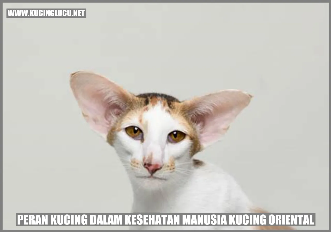 Peran Kucing dalam Kesehatan Manusia Kucing Oriental