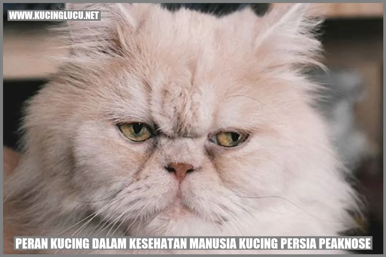 Foto Kucing Persia Peaknose