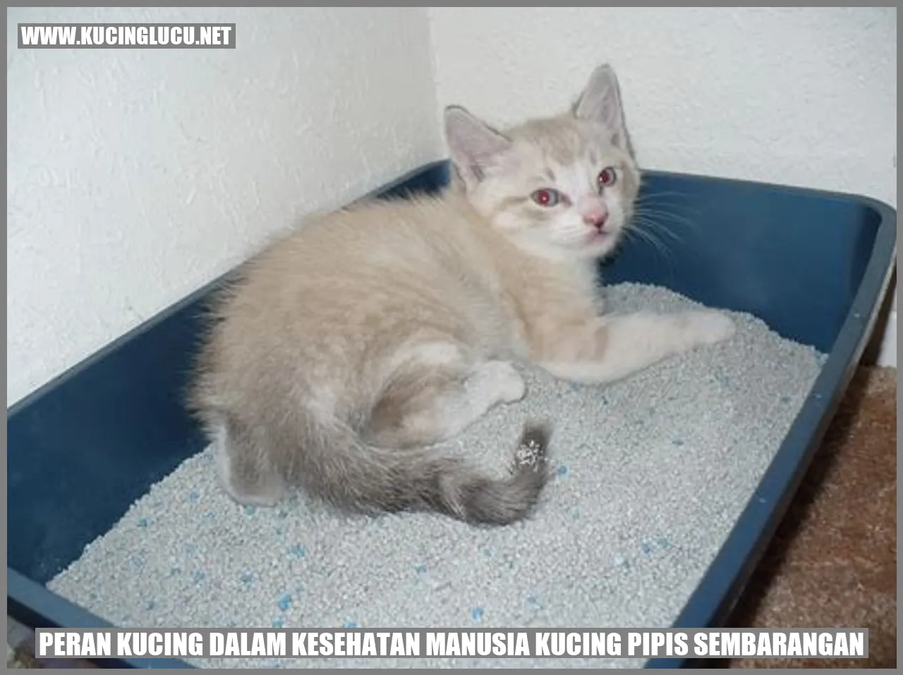 Peran Kucing dalam Kesehatan Manusia kucing pipis sembarangan