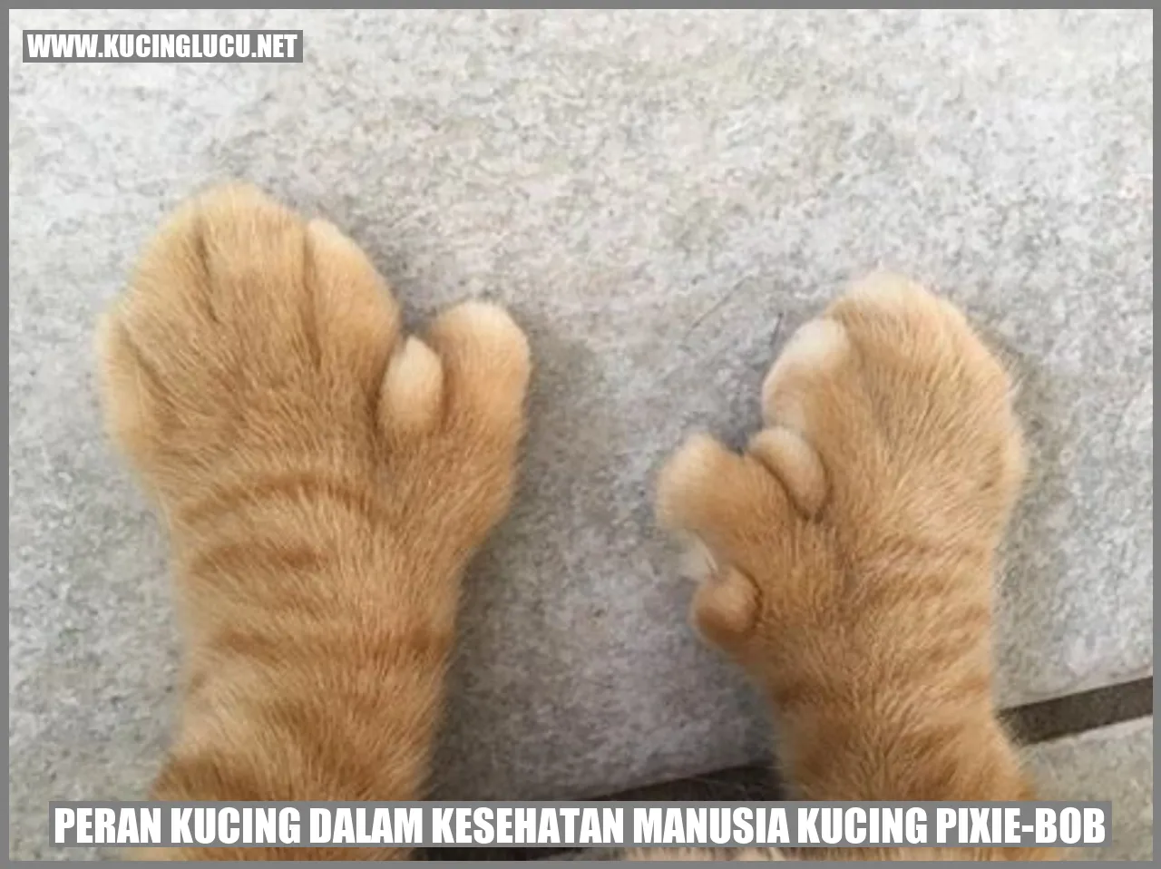 Kucing Pixie-Bob