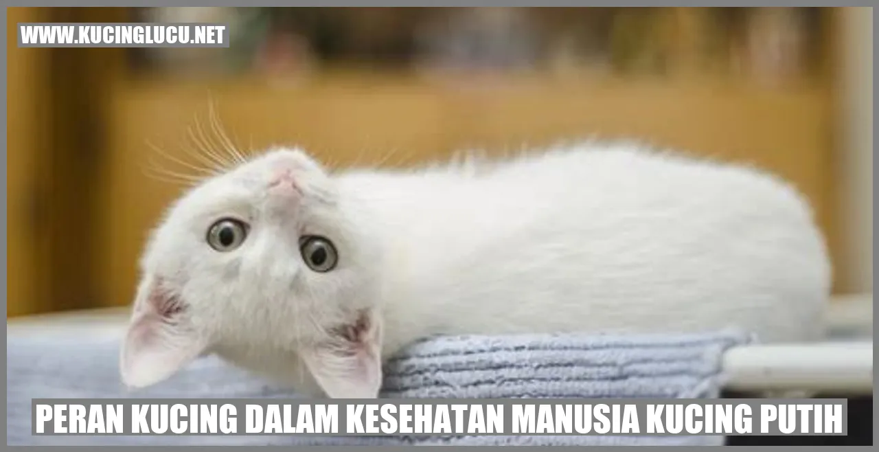 Gambar Kucing Putih