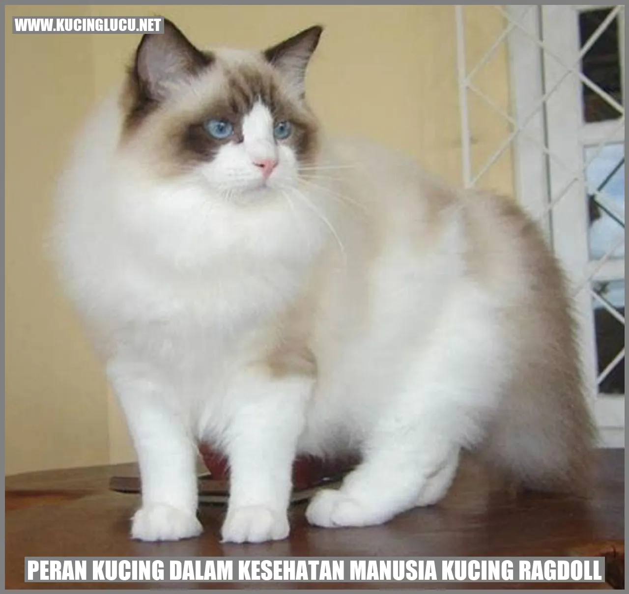 Peran Kucing dalam Kesehatan Manusia
