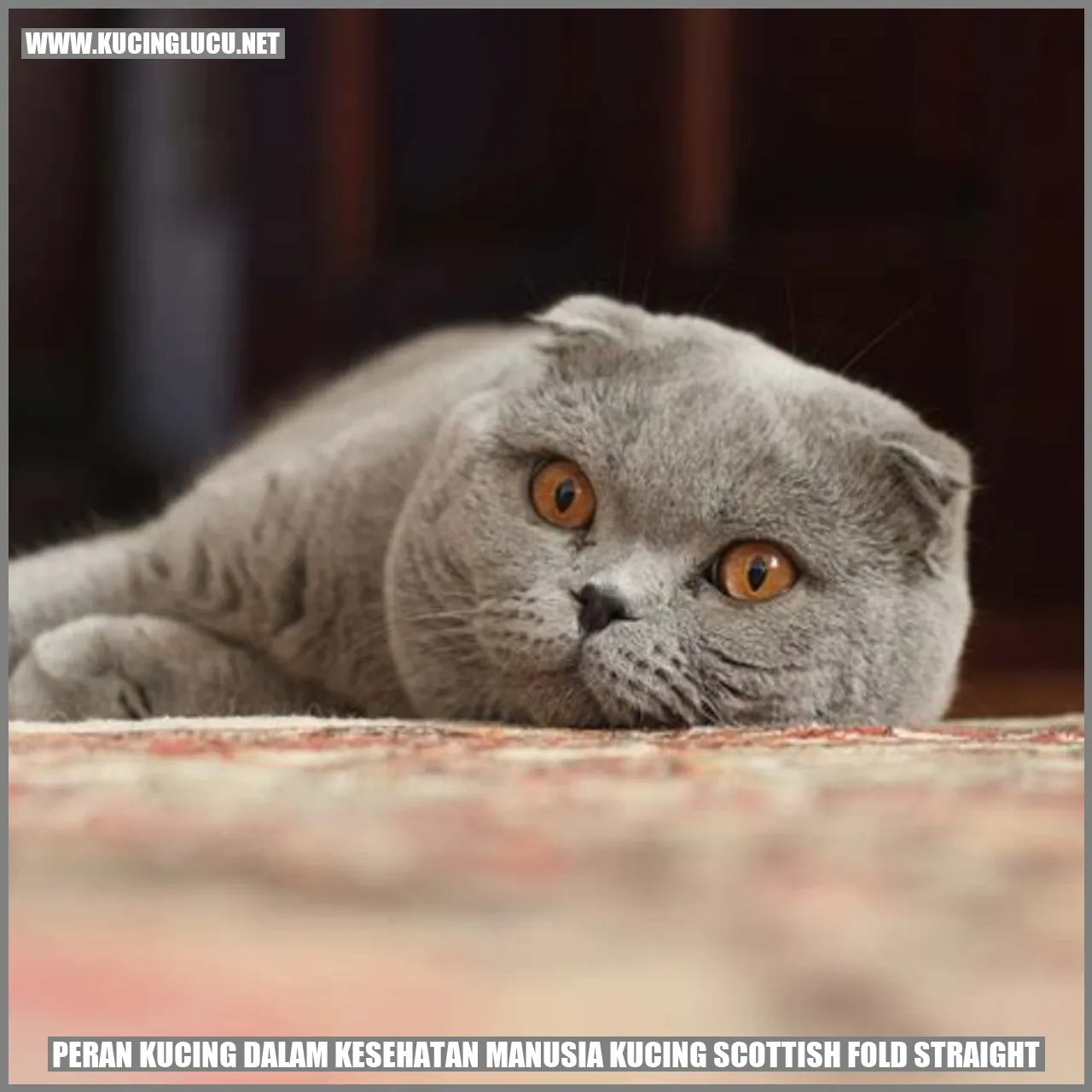 Peran Kucing dalam Kesehatan Manusia Kucing Scottish Fold Straight