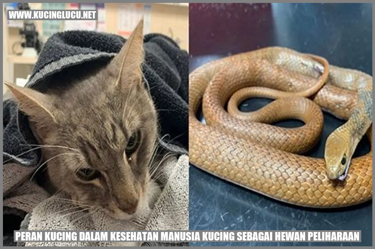 Kucing sebagai Hewan Peliharaan