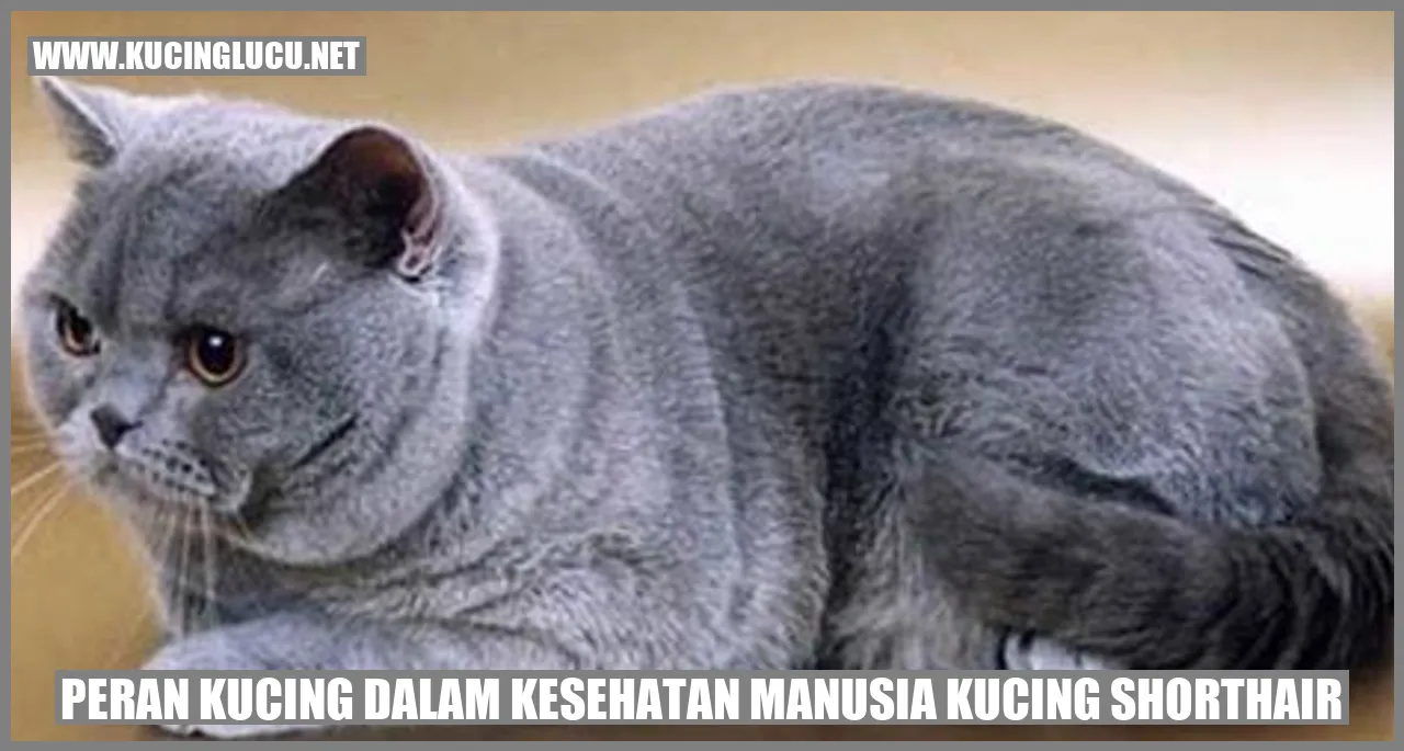 Peran Kucing dalam Kesehatan Manusia