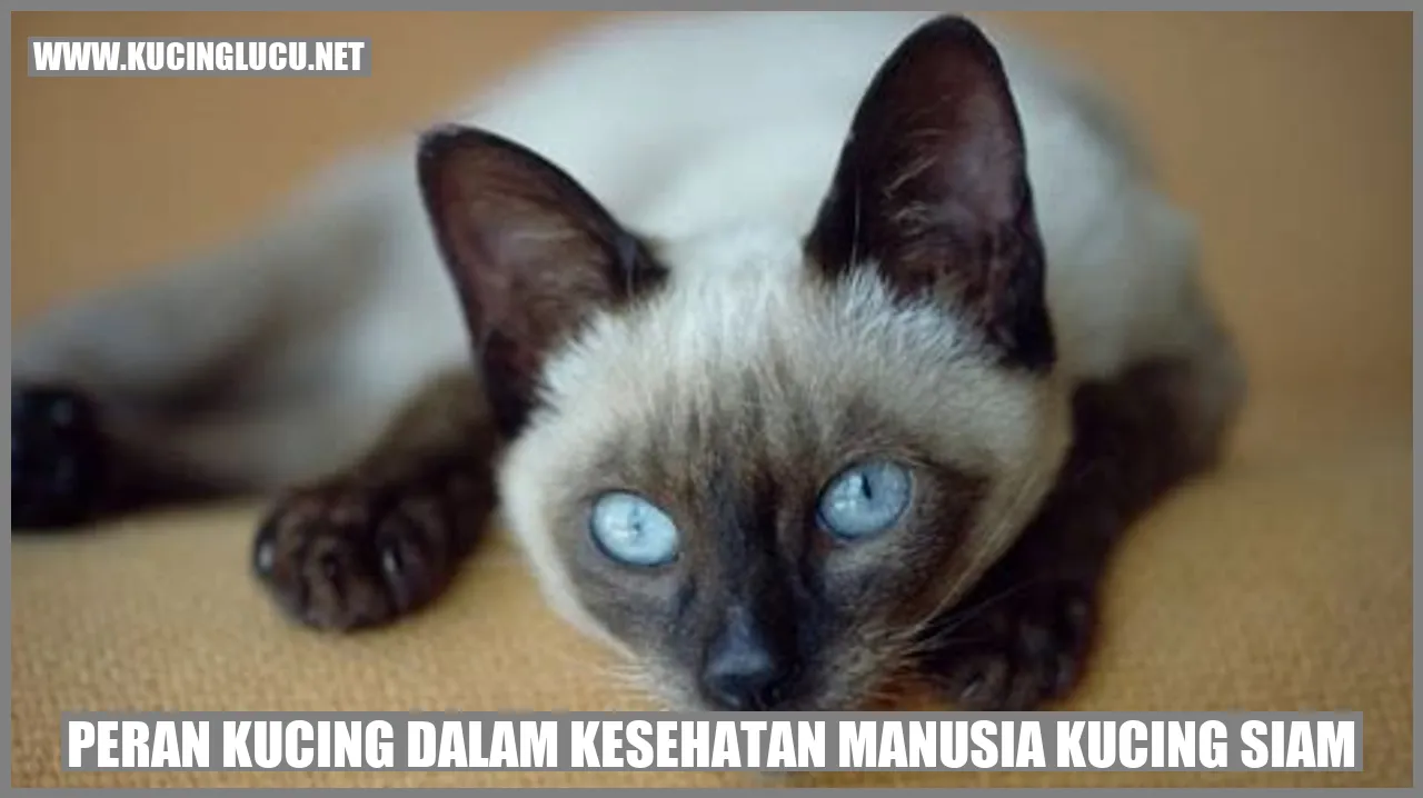 Peran Kucing dalam Kesehatan Manusia Kucing Siam