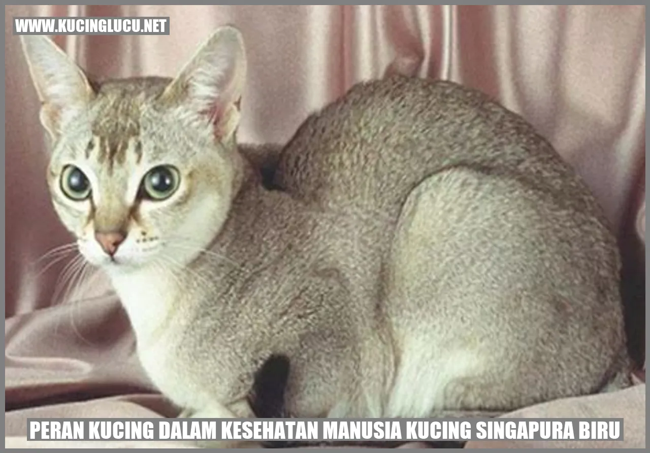 Peran Kucing dalam Kesehatan Manusia: Kucing Singapura Biru