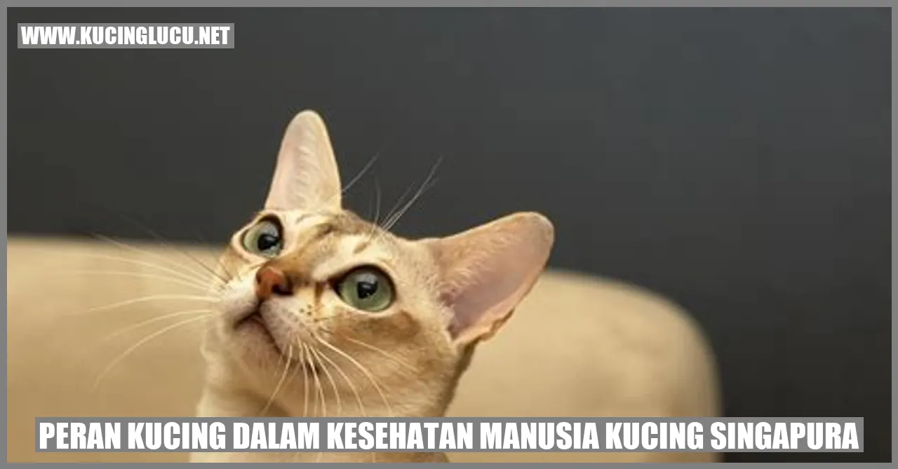 Peran Kucing dalam Kesehatan Manusia Kucing Singapura