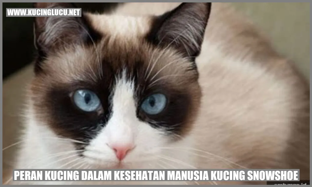 Peran Kucing dalam Kesehatan Manusia Kucing Snowshoe
