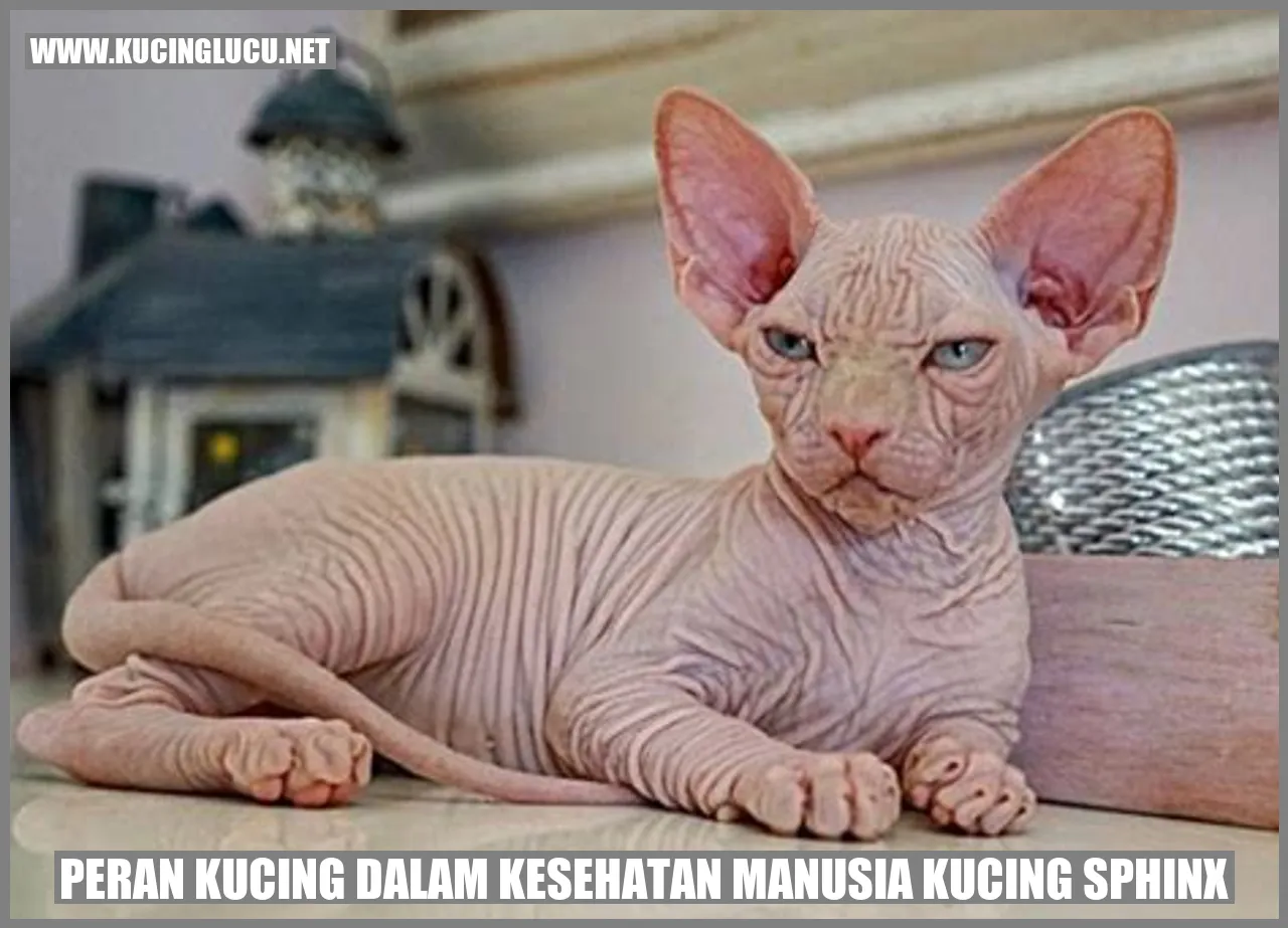 Peran Kucing dalam Kesehatan Manusia Kucing Sphinx