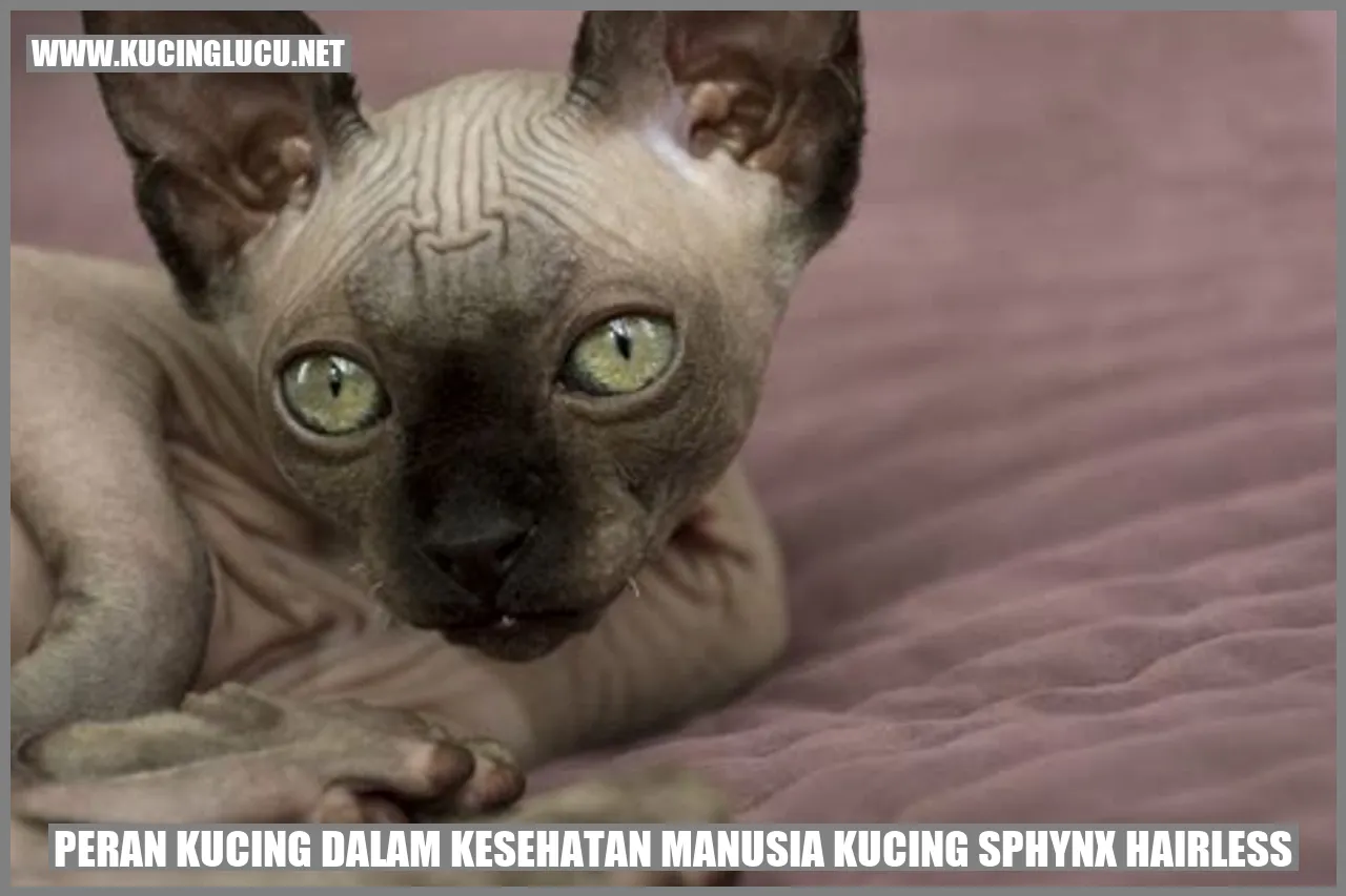 Kucing Sphynx Hairless