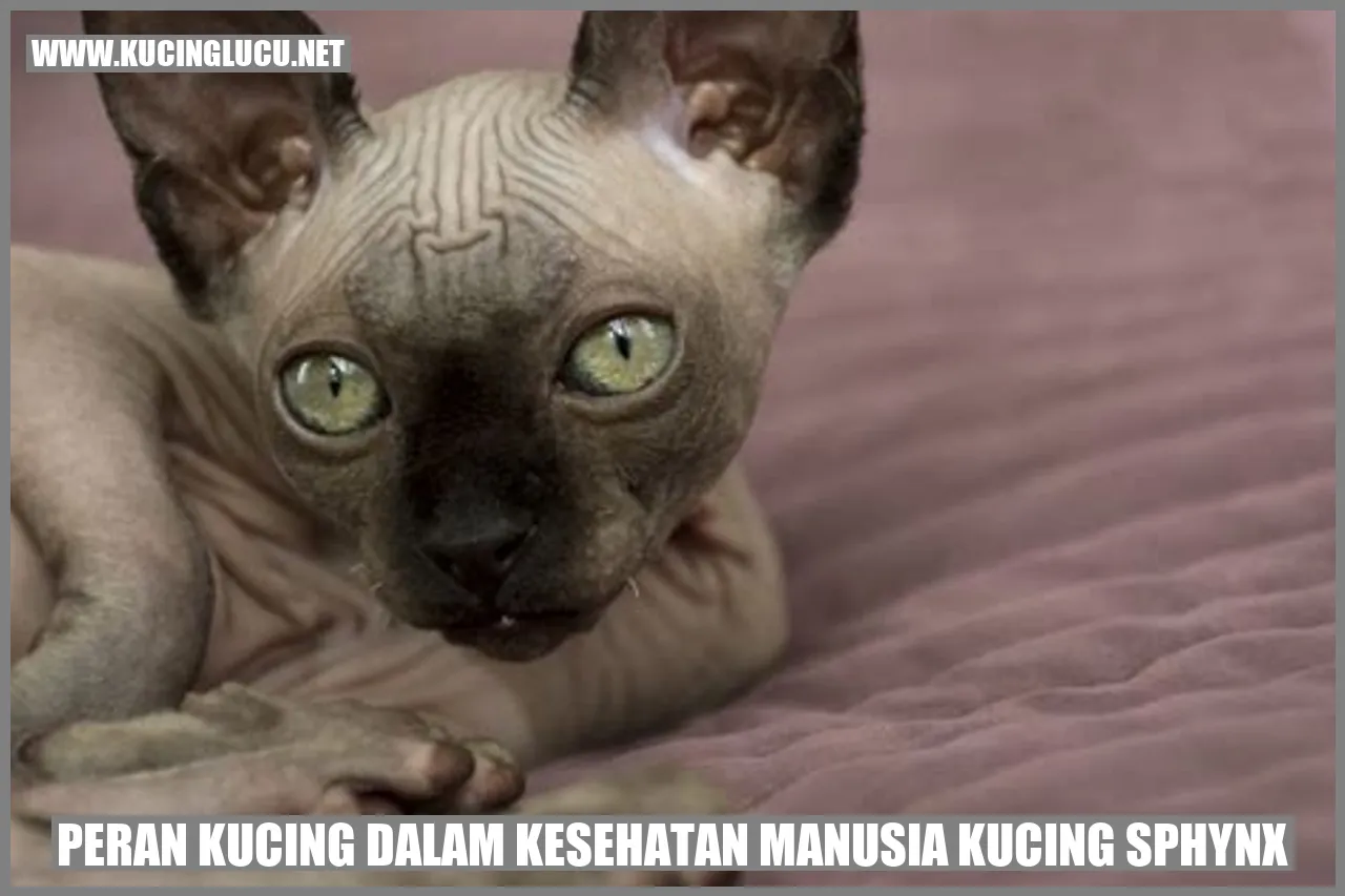 Peran Kucing dalam Kesehatan Manusia kucing sphynx