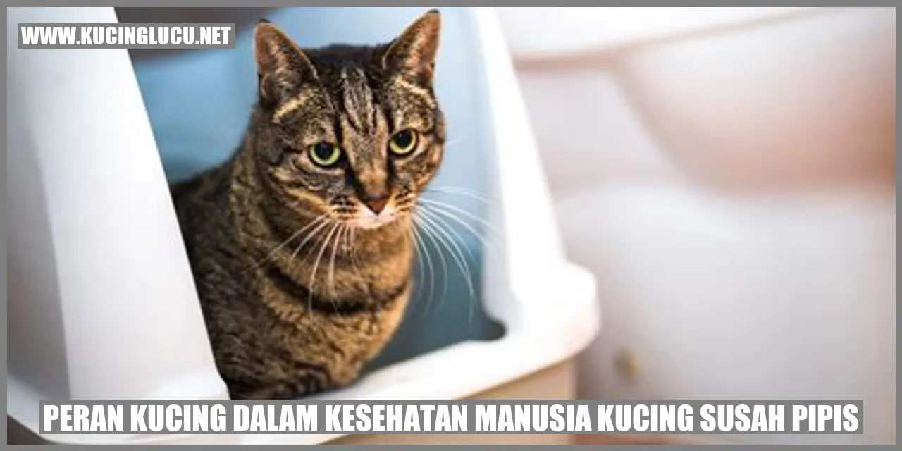 Peran Kucing dalam Kesehatan Manusia kucing susah pipis