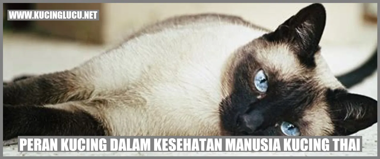 Kucing Thai
