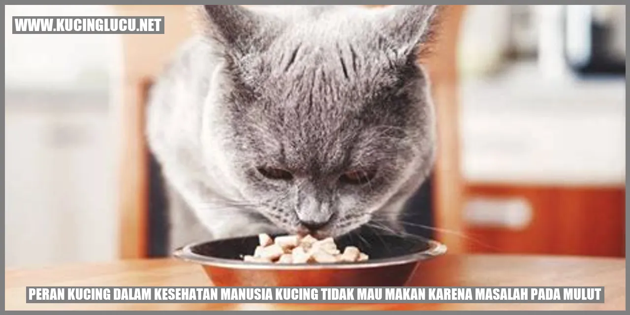 Peran Kucing dalam Kesehatan Manusia kucing tidak mau makan karena masalah pada mulut