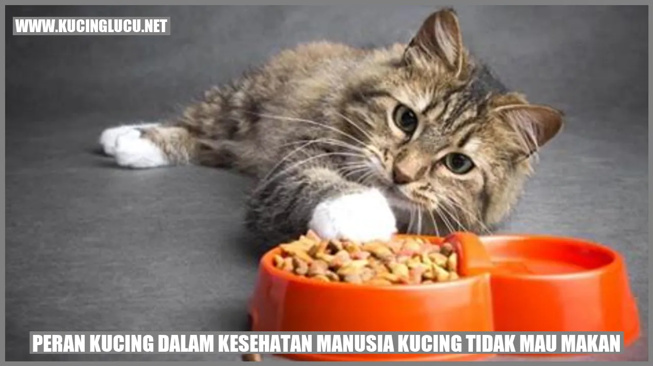 Kucing dan kesehatan manusia