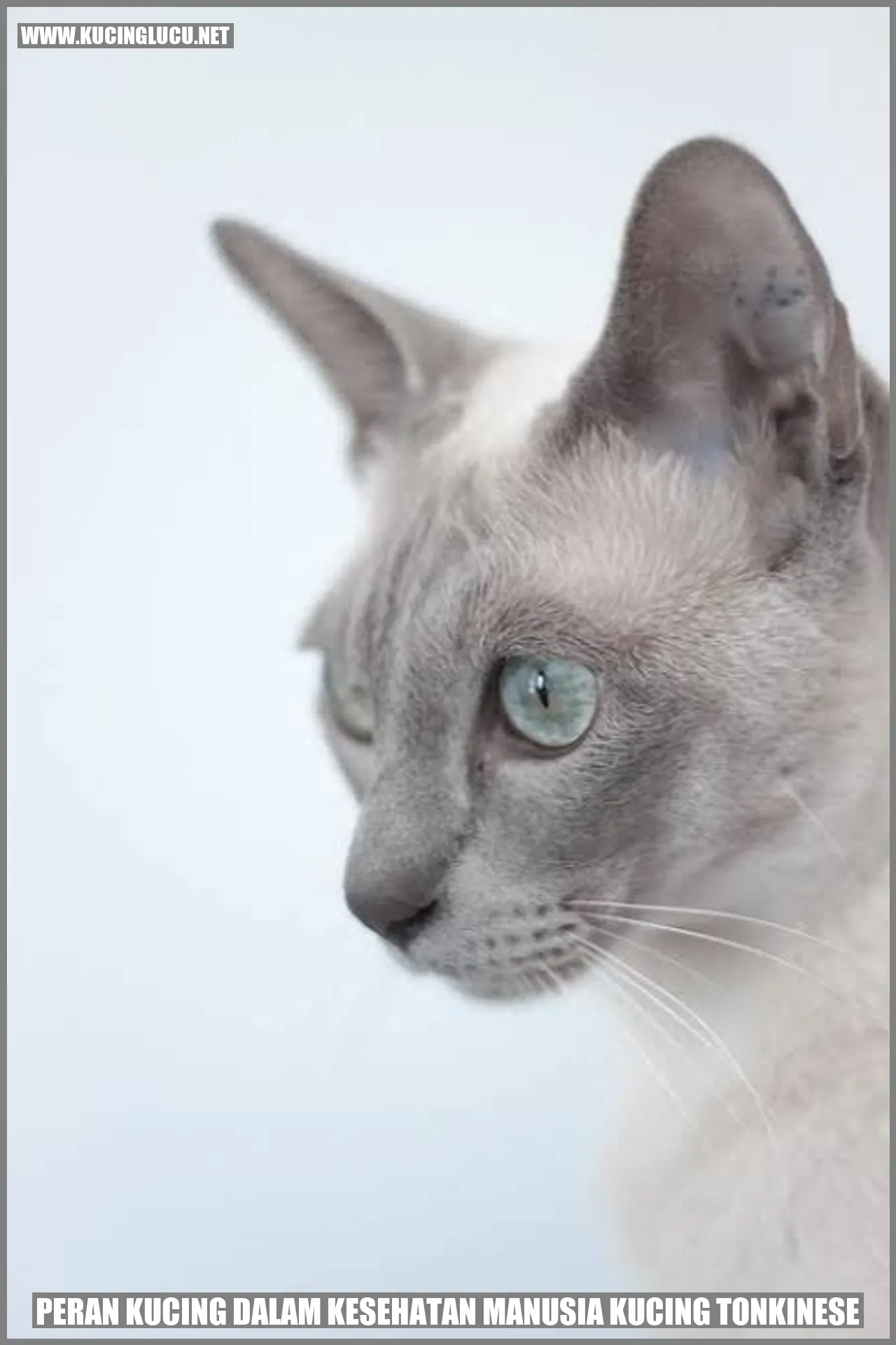 Peran Kucing dalam Kesehatan Manusia Kucing Tonkinese