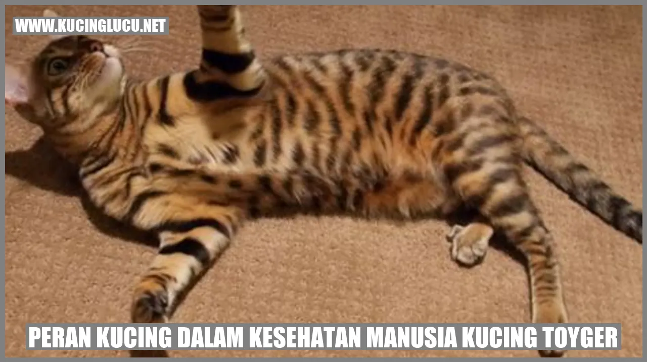 Kucing Toyger