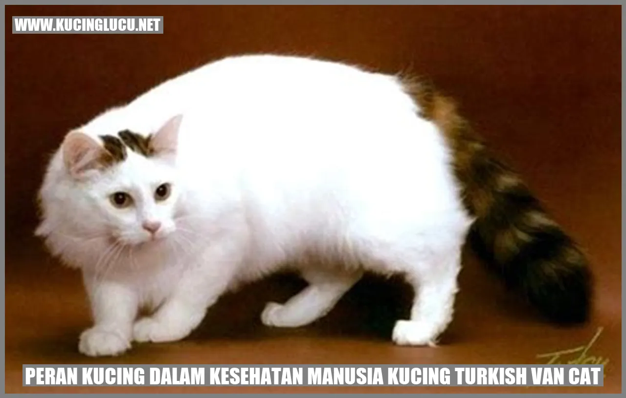 Kucing Turkish Van Cat