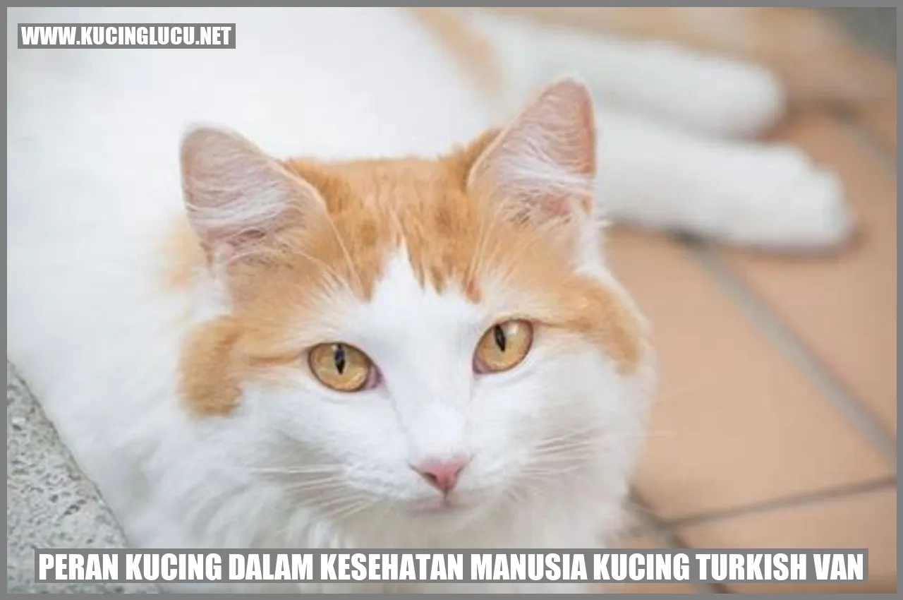 Peran Kucing dalam Kesehatan Manusia Kucing Turkish Van