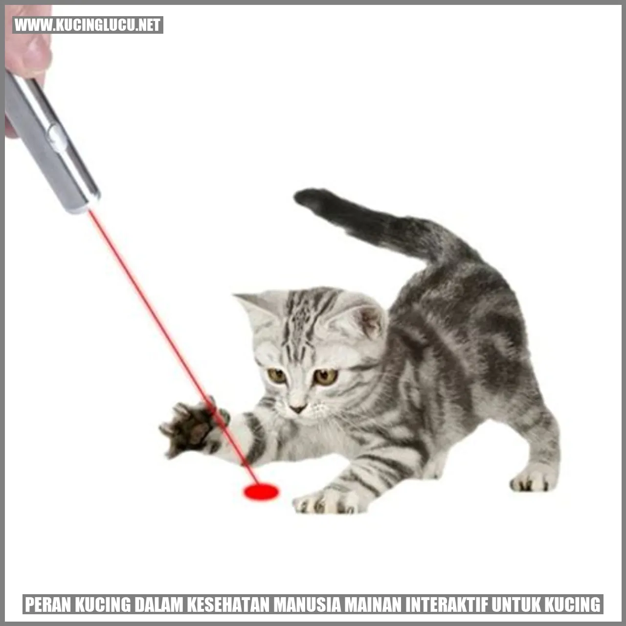 Peran Kucing dalam Kesehatan Manusia