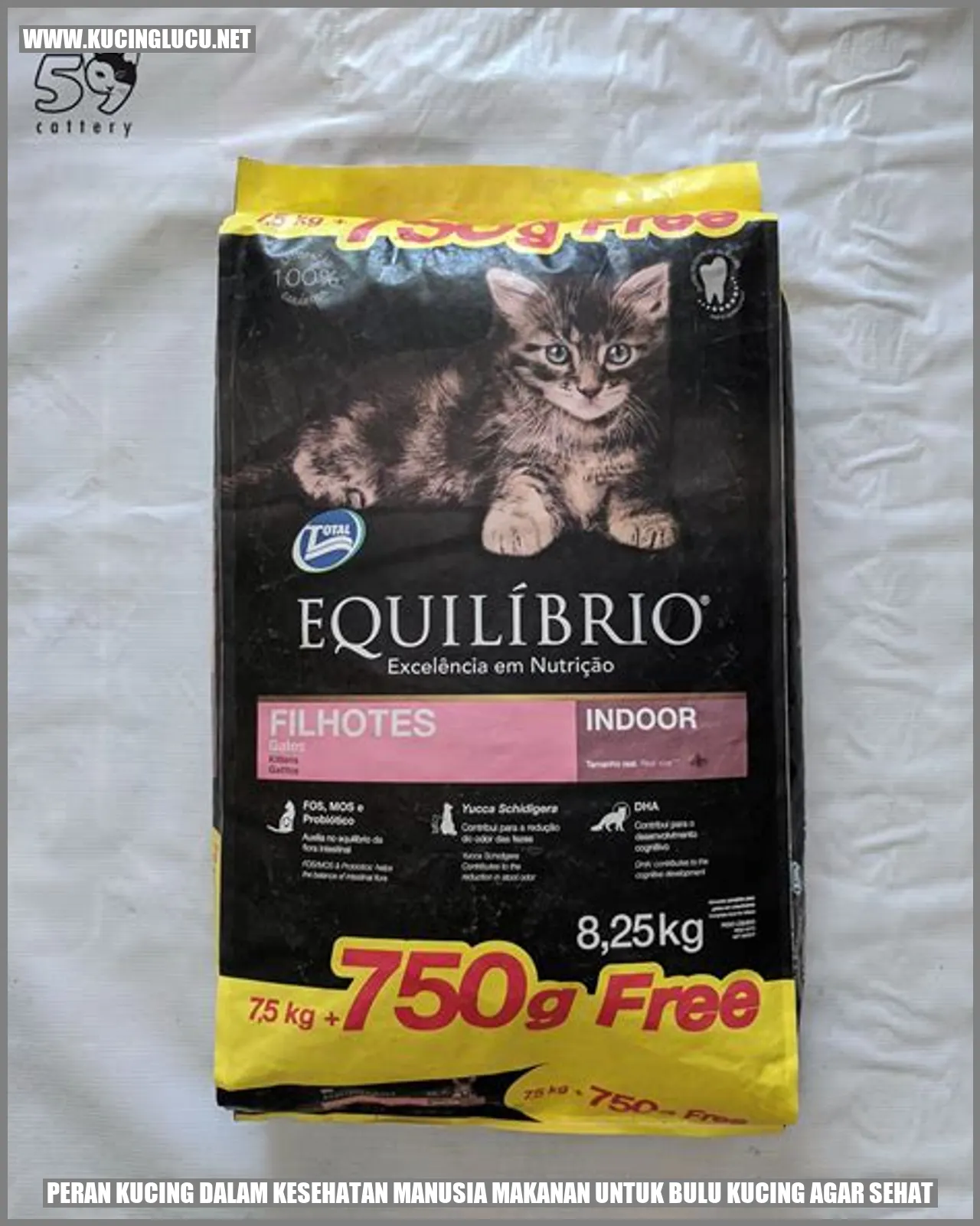 Peran Kucing dalam Kesehatan Manusia