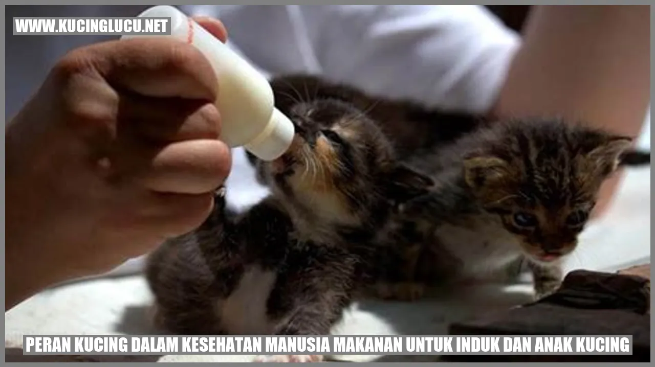 Peran Kucing dalam Kesehatan Manusia