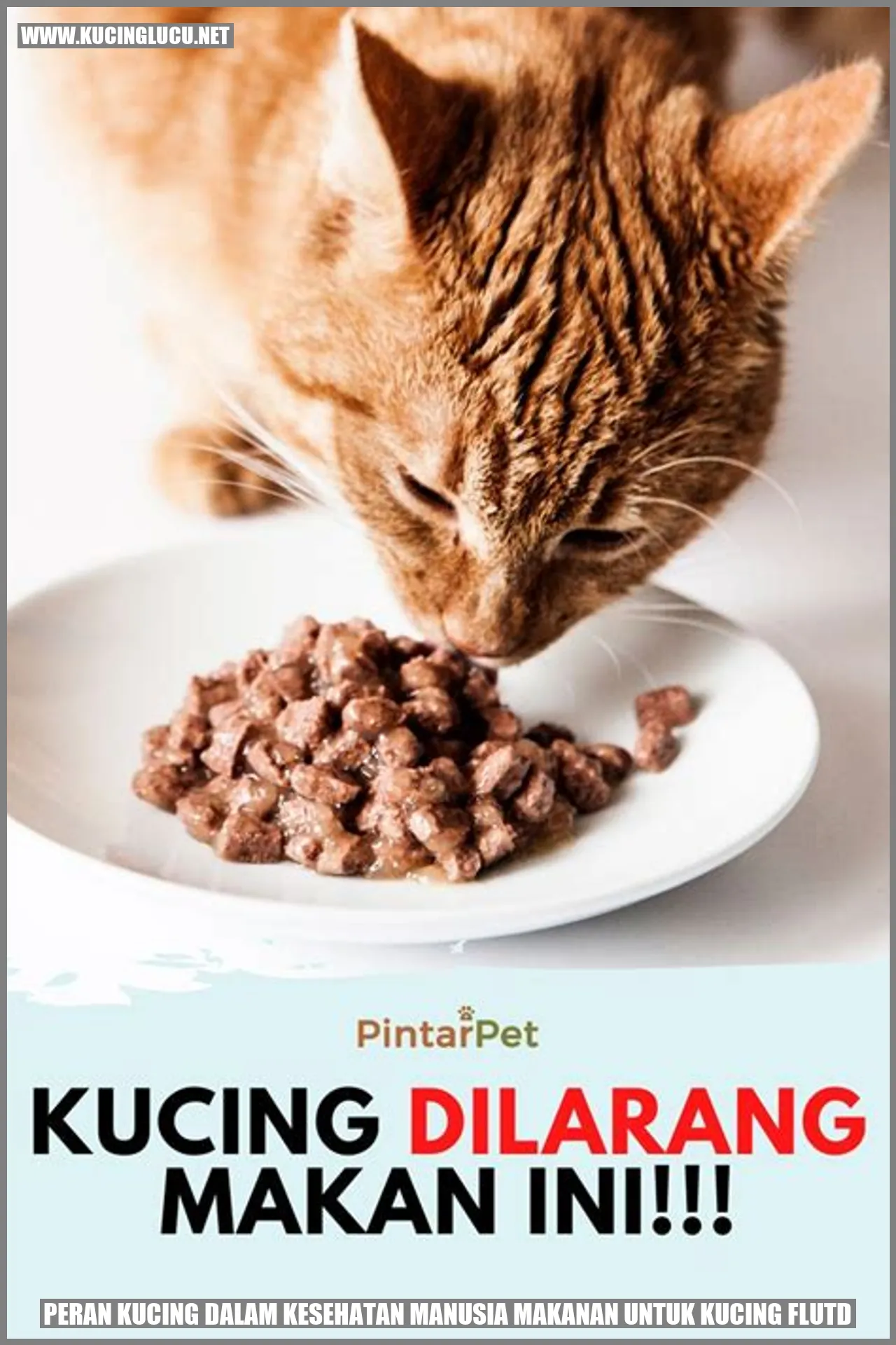 Peran Kucing dalam Kesehatan Manusia