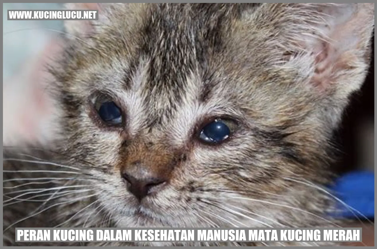 Foto Kucing