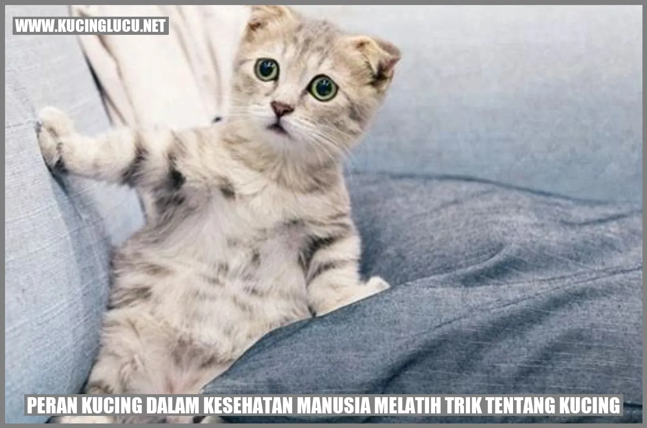Peran Kucing dalam Kesehatan Manusia