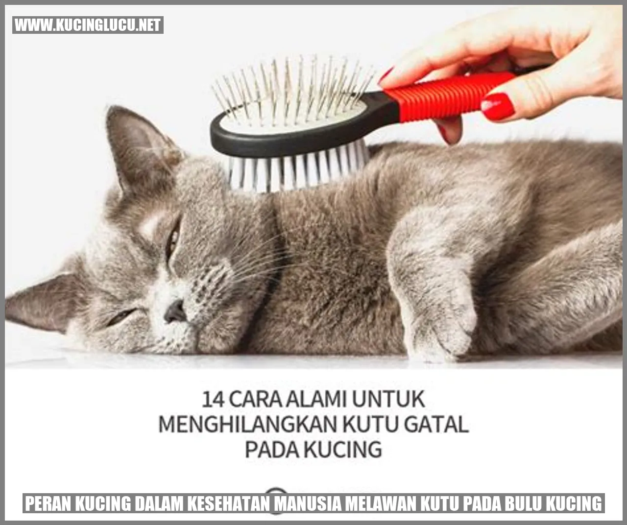 Kucing Menyingkirkan Kutu