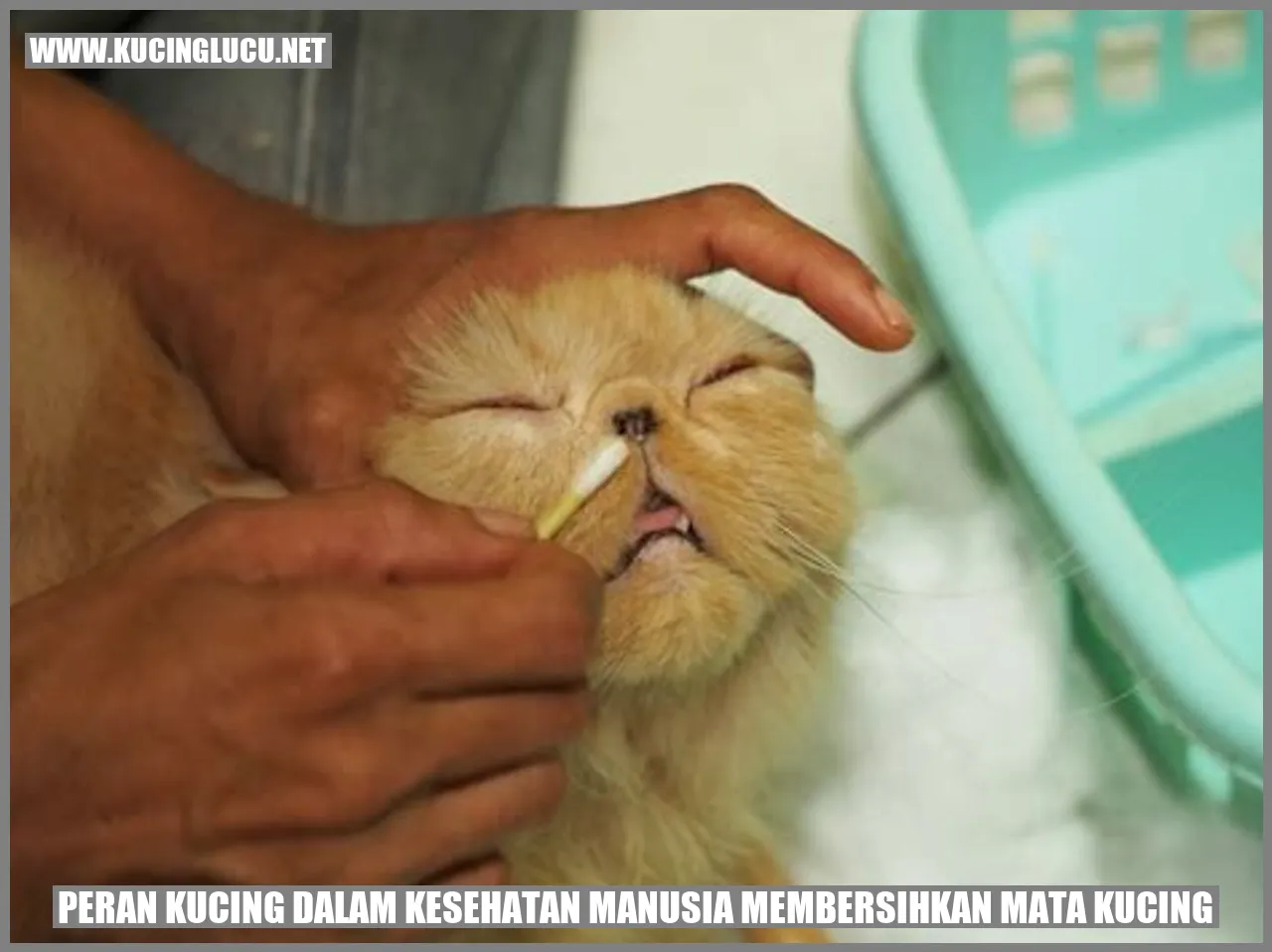 Gambar kucing yang membersihkan matanya