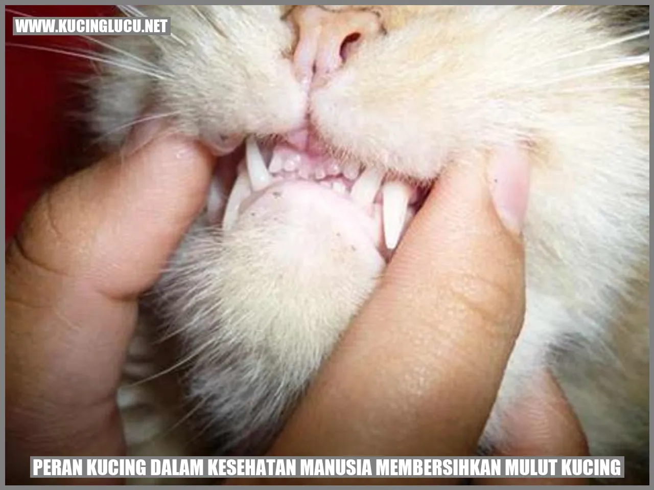 Kucing sedang menjilati dirinya