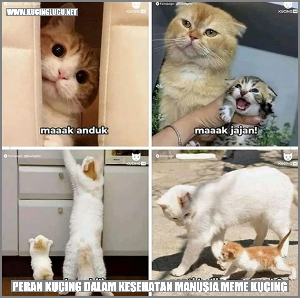 Gambar Kucing Menggemaskan