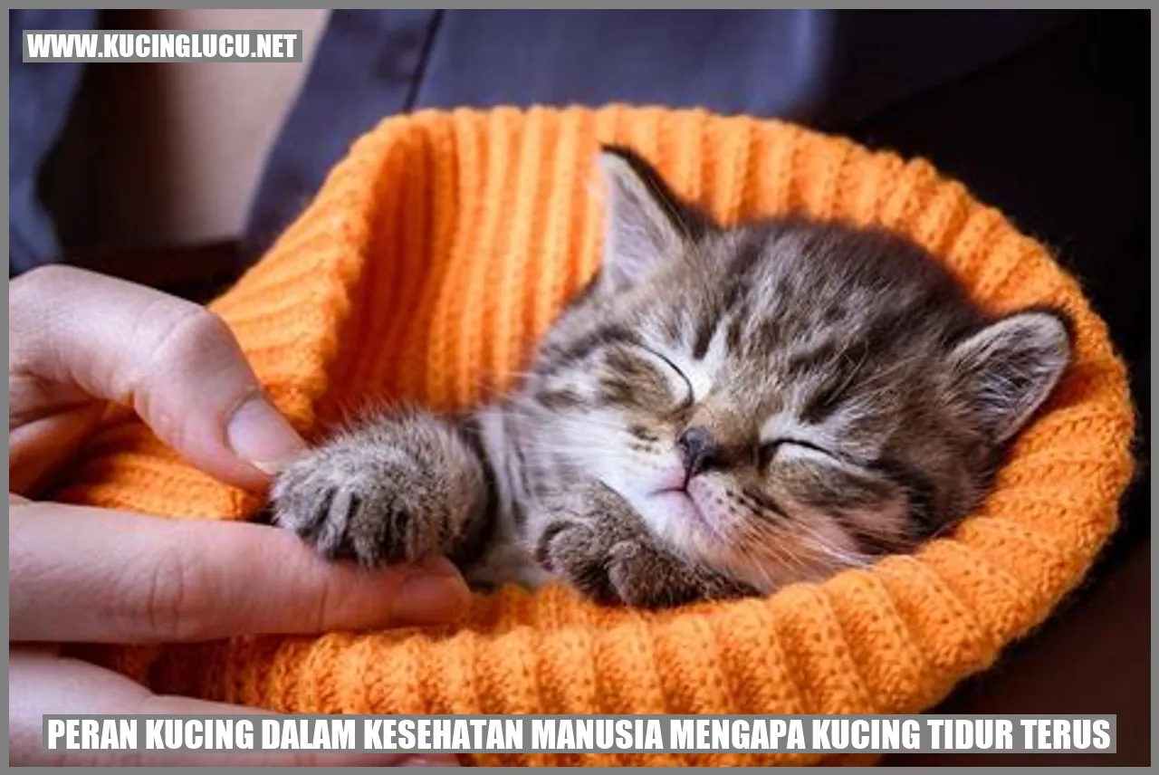 gambar kucing tidur