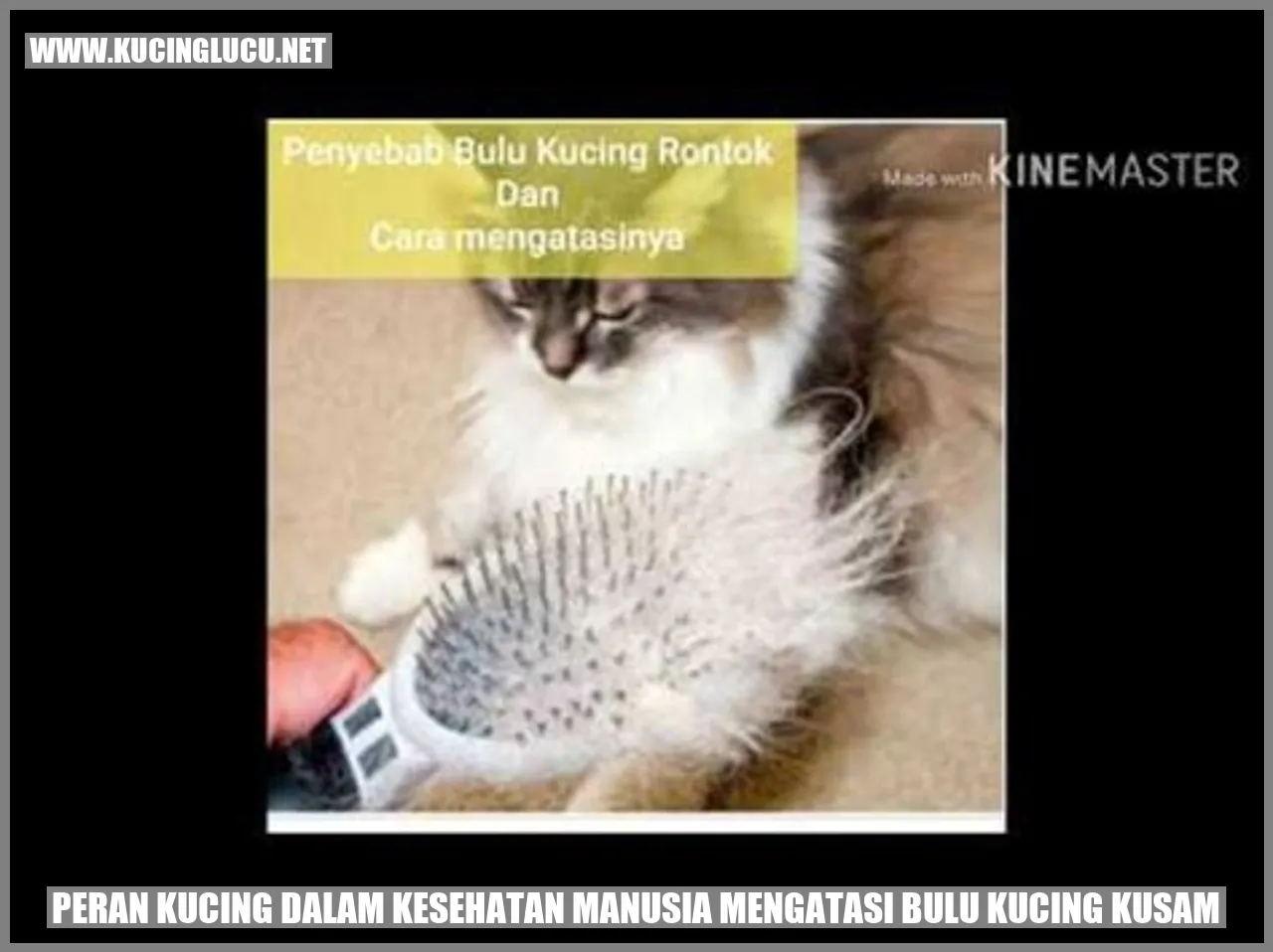Gambar tentang Peran Kucing dalam Kesehatan Manusia mengatasi bulu kucing kusam