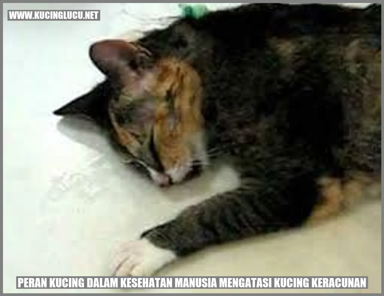 Peran Kucing dalam Kesehatan Manusia