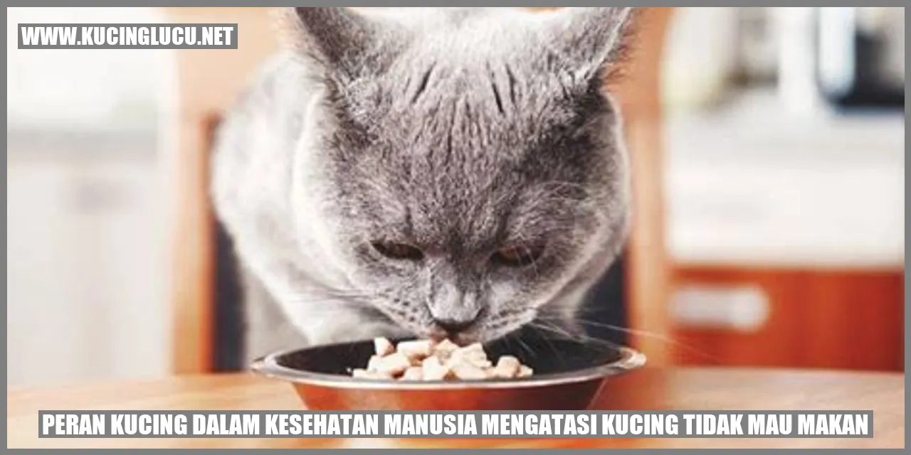 Kucing