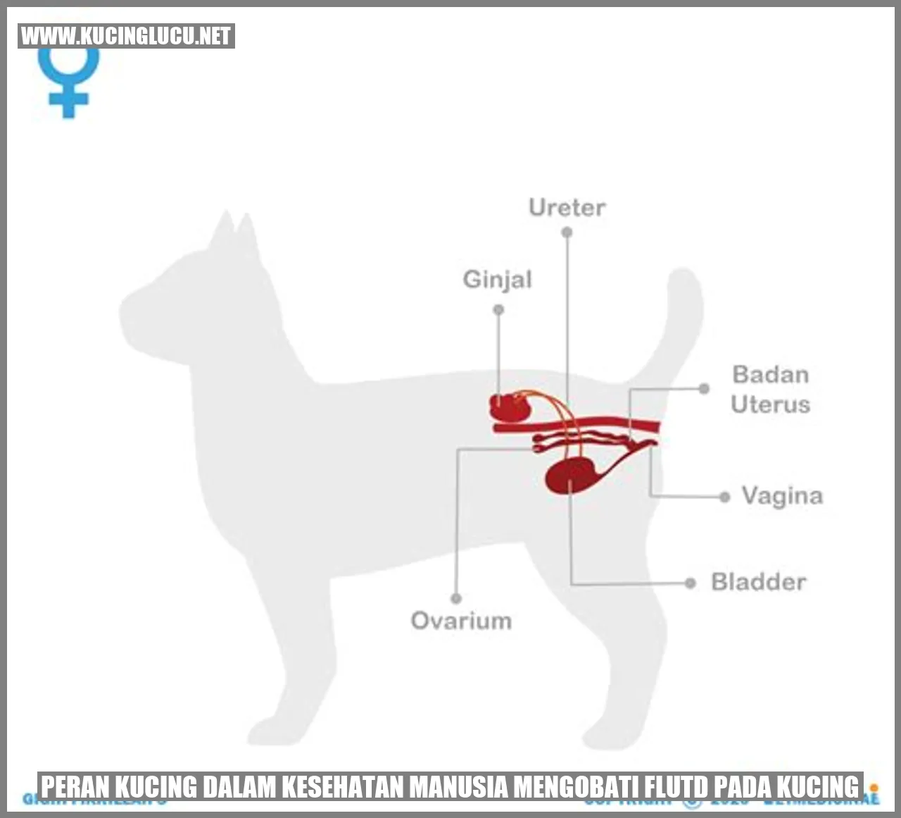 Peran Kucing dalam Kesehatan Manusia mengobati Flutd pada Kucing