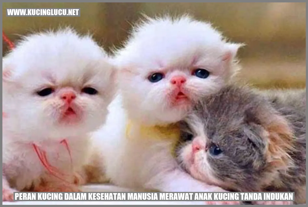 Peran Kucing dalam Kesehatan Manusia