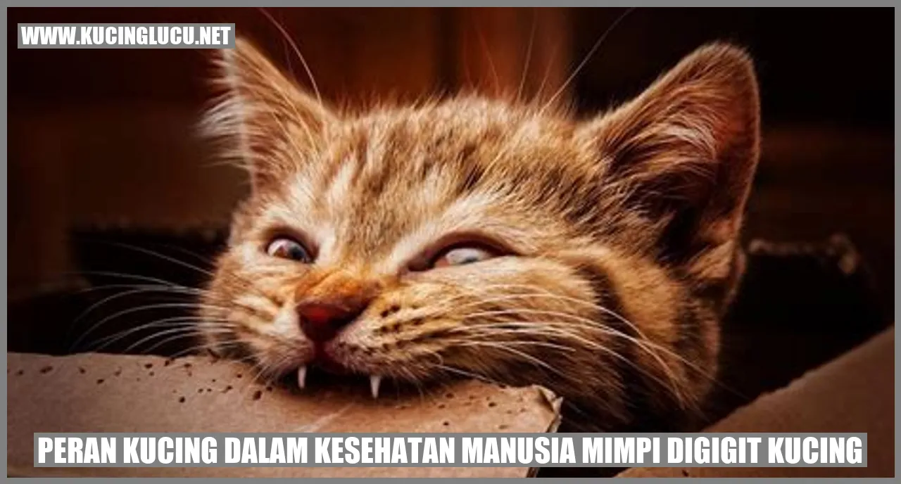 Peran Kucing dalam Kesehatan Manusia