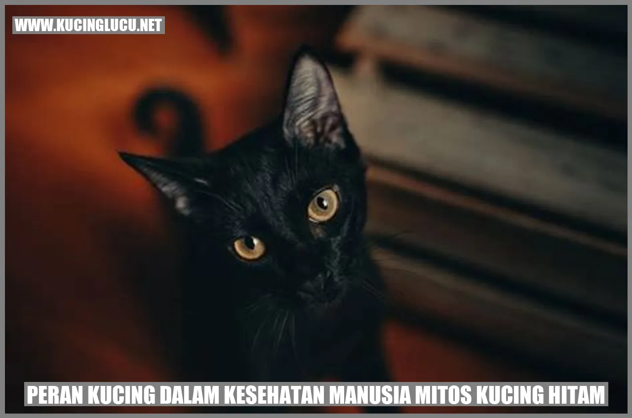 Peran Kucing dalam Kesehatan Manusia mitos kucing hitam