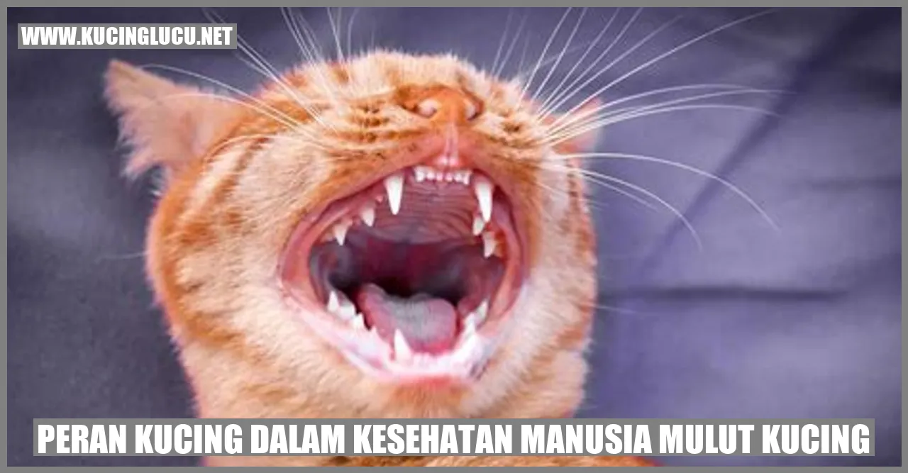 Gambar Kucing